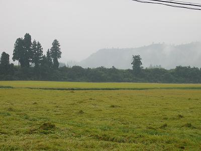 今週は雨の日が多く、魚沼産コシヒカリの稲刈りが遅れそうです