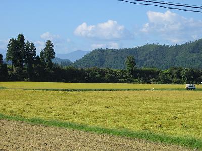 今日はすばらしい秋晴れ・・・稲刈り作業も盛んになります