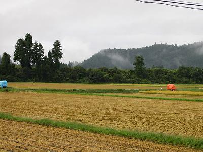 今朝は雨降りで稲刈り作業はいったん中止です