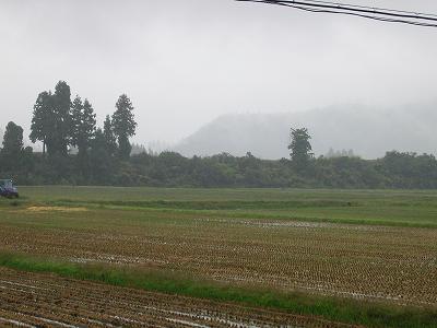 今朝もまた雨降りです＠魚沼産コシヒカリの田んぼ