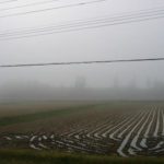 霧雨の朝＠魚沼産コシヒカリの田んぼ