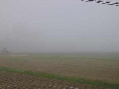 霧雨の朝＠魚沼産コシヒカリの田んぼ