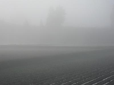 今朝の魚沼産コシヒカリの田んぼはすごく寒いです