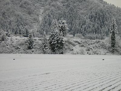 雪が積もりました＠魚沼産コシヒカリの田んぼ