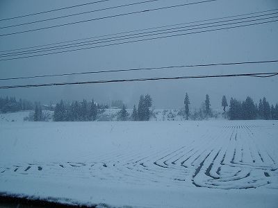 魚沼産コシヒカリの田んぼはほぼ一日中雪が降っていました