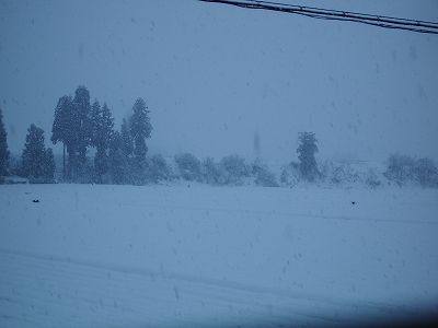 魚沼産コシヒカリの田んぼはほぼ一日中雪が降っていました