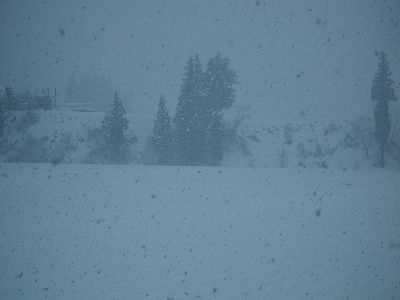 魚沼産コシヒカリの田んぼではかなり強く雪が降っています