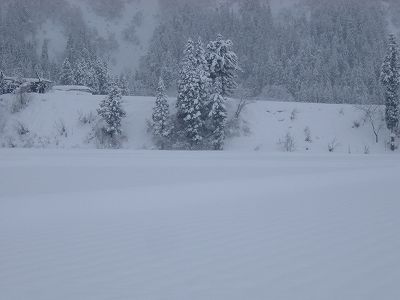 昨日から30cmくらいの雪が積もりました＠魚沼産コシヒカリの田んぼ