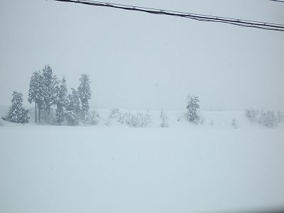 昨日からまた雪が30cmほど積もりました＠魚沼産コシヒカリの田んぼ