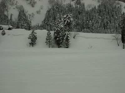 30cmほどの雪が積もりました＠魚沼産コシヒカリの田んぼ