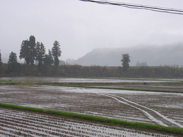 強い雨が降っています@魚沼産コシヒカリの田んぼ