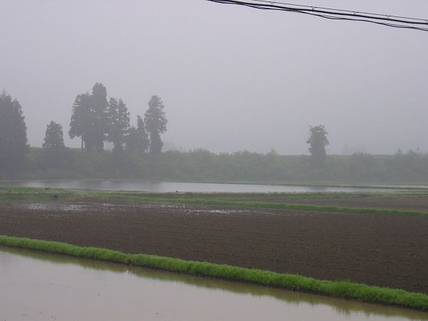 魚沼産コシヒカリの田んぼは雨降りで空気がひんやりしています