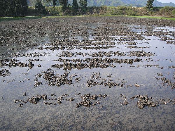田起こしが終わり、水が張られている魚沼産コシヒカリの田んぼ