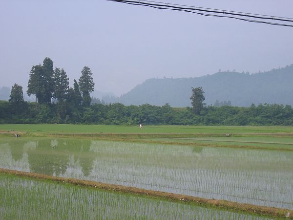 今朝は涼しいです@魚沼産コシヒカリの田んぼ
