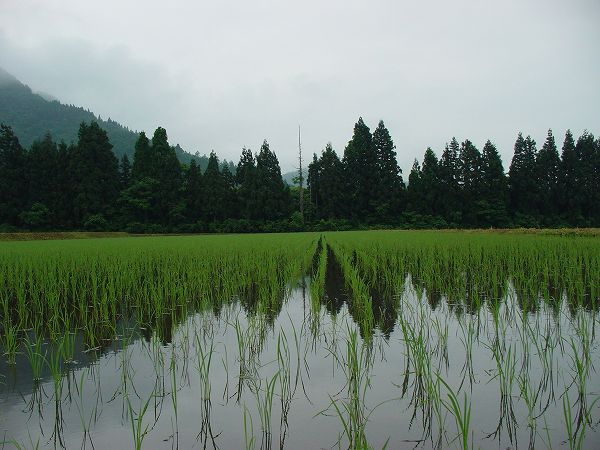 順調に育っている魚沼産コシヒカリの苗