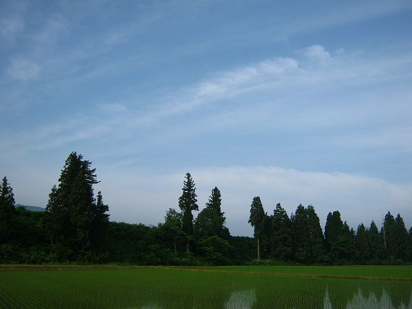 雲が多いですが上空には青空も見えています@魚沼産コシヒカリの田んぼ