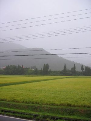 午後からの雨で気温が下がってきました@魚沼産コシヒカリの田んぼ