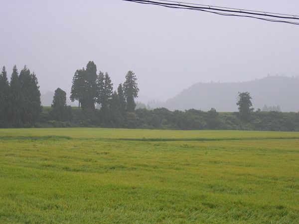 午後からの雨で気温が下がってきました@魚沼産コシヒカリの田んぼ