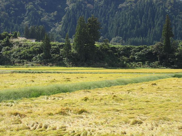 魚沼産コシヒカリの田んぼは久しぶりのいい天気で稲刈り日和です