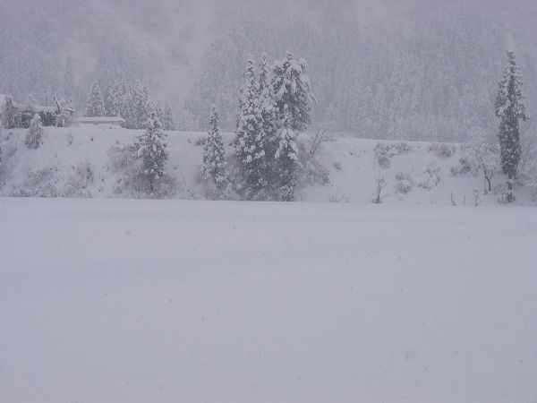 魚沼産コシヒカリの田んぼは大雪