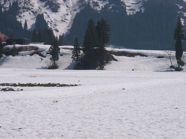今日の魚沼産コシヒカリの田んぼはすっかり春の陽気になっています。