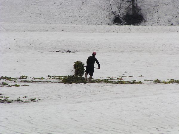 田んぼでは雪の上で農作業が始まりました