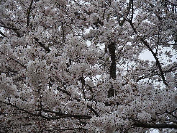 水無川の土手の桜が満開になりました