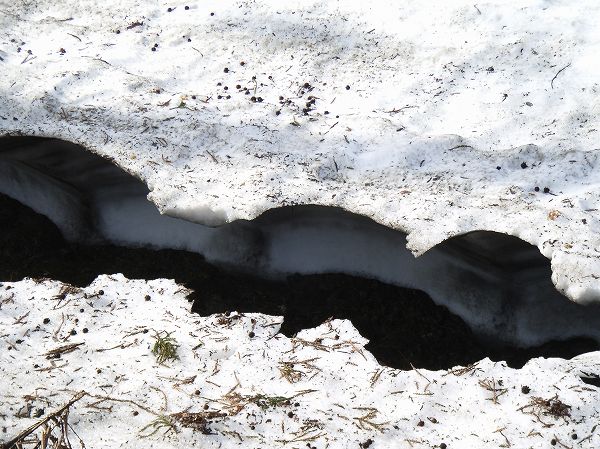 水路を覆っていた雪が解けて、あちこちに穴が空いています
