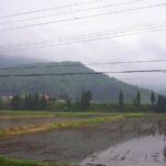 今日の魚沼産コシヒカリの田んぼは雨降りです