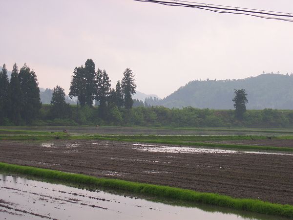 今日の魚沼産コシヒカリの田んぼは雨降りです