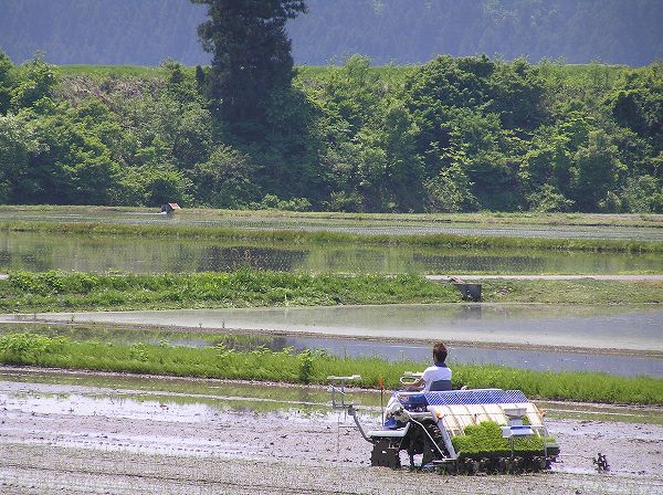 魚沼産コシヒカリの田んぼでは、正午を過ぎてもまだ田植え作業を続けている人たちがいます
