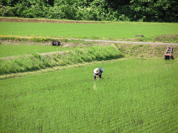 田んぼでは手作業で苗を植え直している人がいます