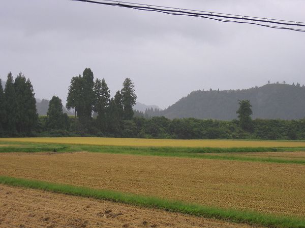 今日も魚沼産コシヒカリの田んぼは朝から雨模様です
