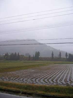 魚沼産コシヒカリの田んぼは今日もまた雨降りで寒いです
