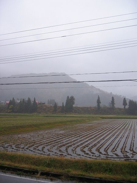 魚沼産コシヒカリの田んぼは今日もまた雨降りで寒いです