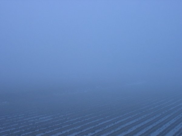 魚沼産コシヒカリの田んぼが霧に覆われています