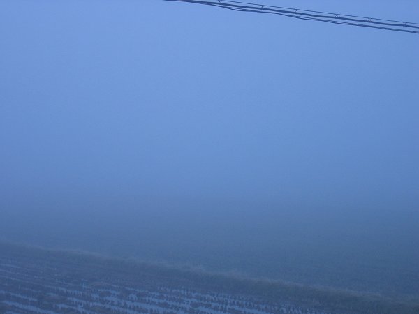 魚沼産コシヒカリの田んぼが霧に覆われています