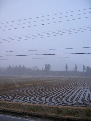 魚沼産コシヒカリの田んぼでは夕方近くになって天気が荒れてきました