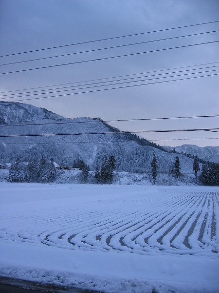 ひと晩で田んぼが雪景色に変わりました