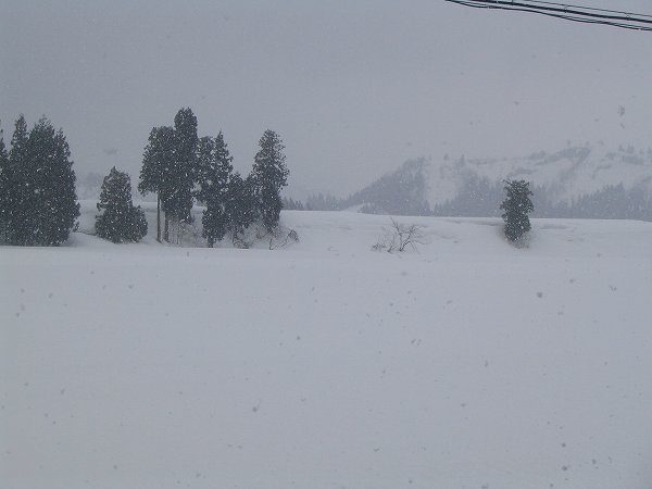 今朝の田んぼ ～ 雪がちらほらと舞っています