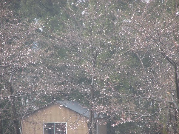 水無川の土手の桜が寒そうに見えます