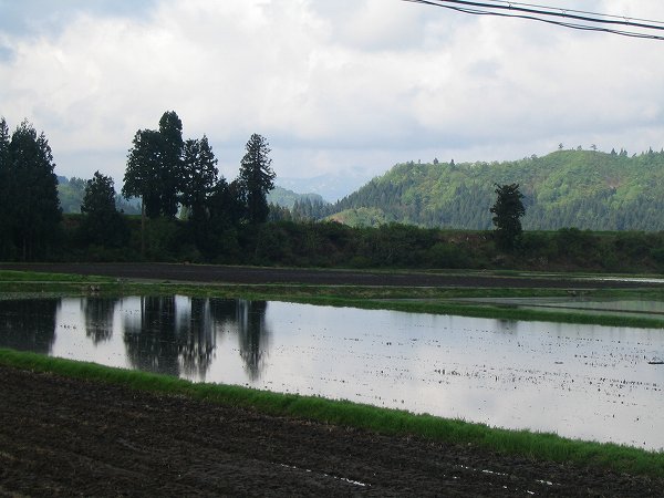 魚沼産コシヒカリの田んぼは今朝も雨上がりです