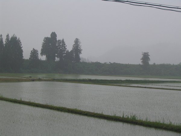 雨に煙る魚沼産コシヒカリの田んぼ