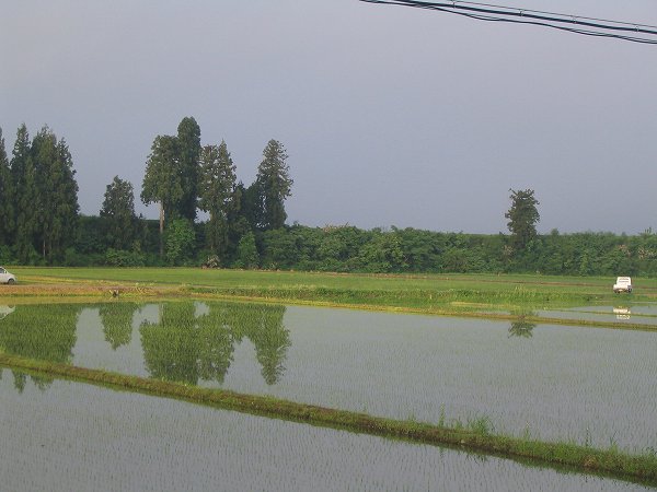 魚沼産コシヒカリの田んぼは雨上がりの爽やかな朝を迎えています