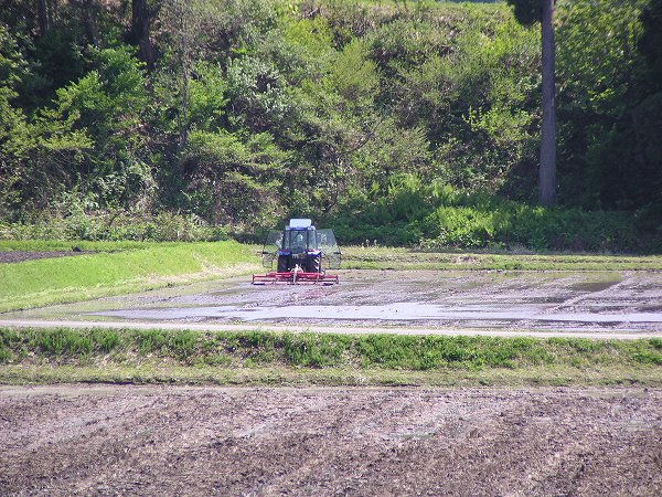 今日はたくさんのトラクターが田んぼで働いています