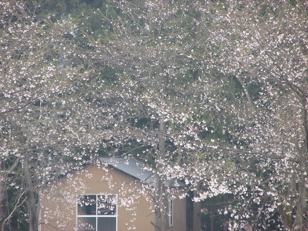 水無川の土手の桜がなかなか満開になりません
