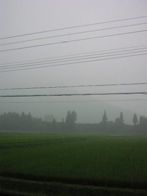 雷を伴った激しい土砂降りです - 魚沼産コシヒカリの田んぼ＠新潟県南魚沼市