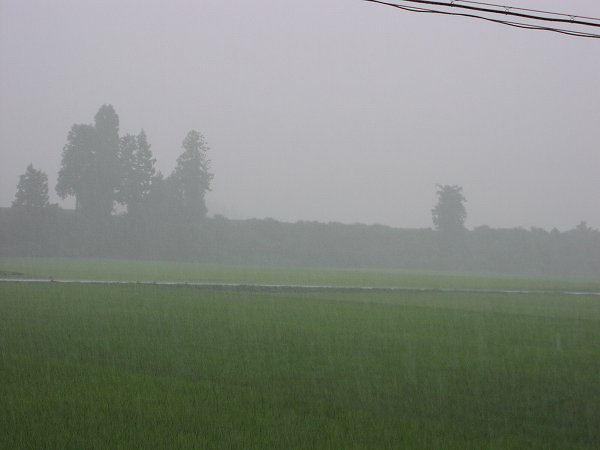 雷を伴った激しい土砂降りです - 魚沼産コシヒカリの田んぼ＠新潟県南魚沼市