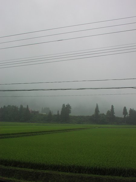 雨降りで雷が鳴っています - 魚沼産コシヒカリの田んぼ＠新潟県南魚沼市