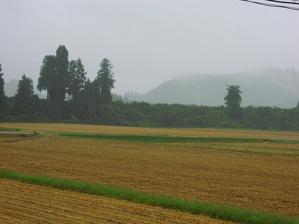 今朝は雨・・・稲刈りは一休みです - 魚沼産コシヒカリの田んぼ＠新潟県南魚沼市